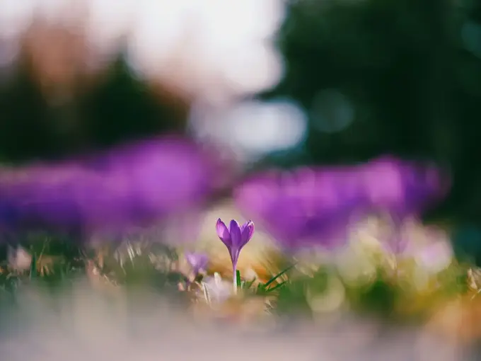 Valley Of Flowers Tour Package