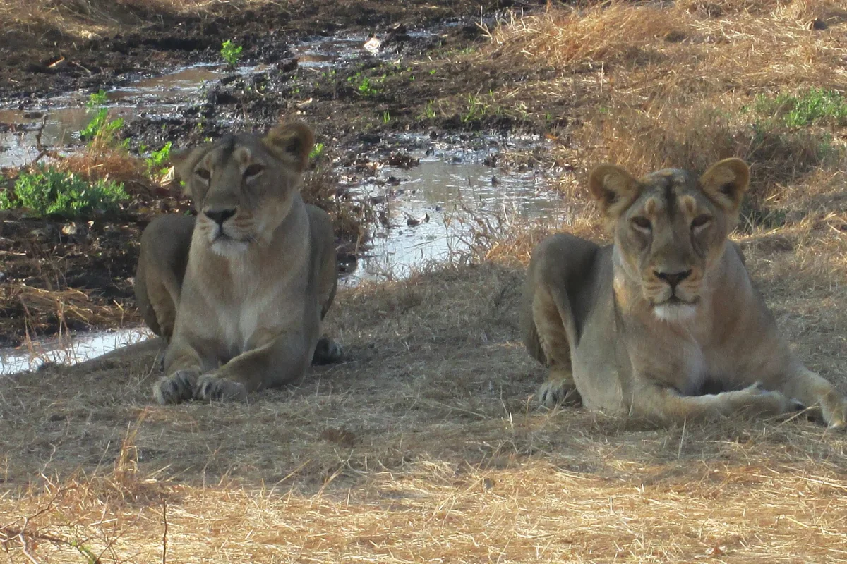 Gir National Park