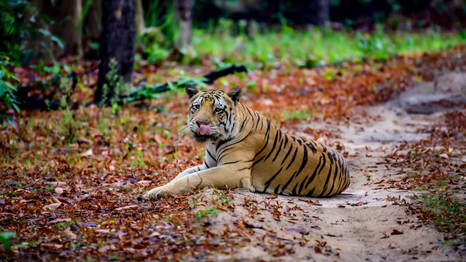 Bandhavgarh National Park