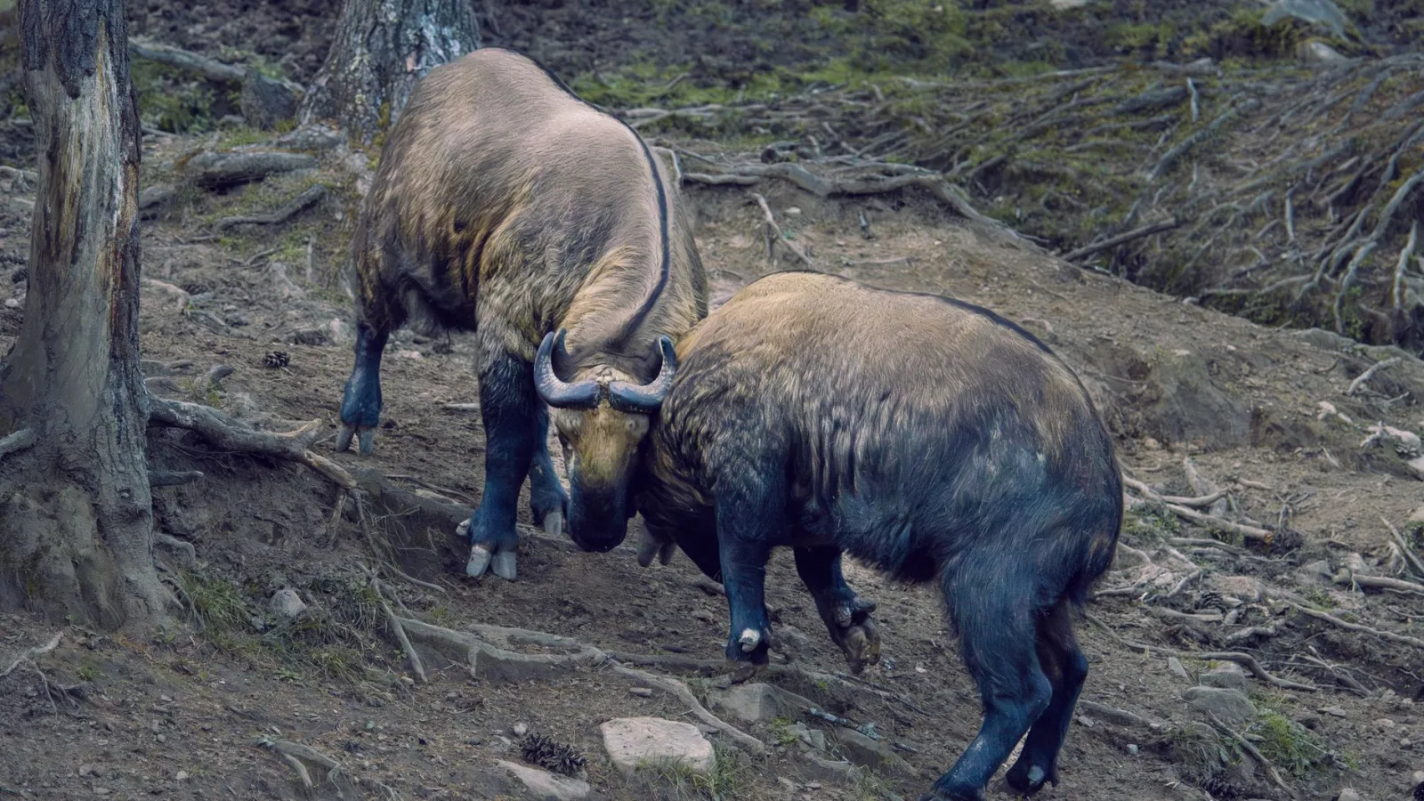 Motithang Takin Preserve