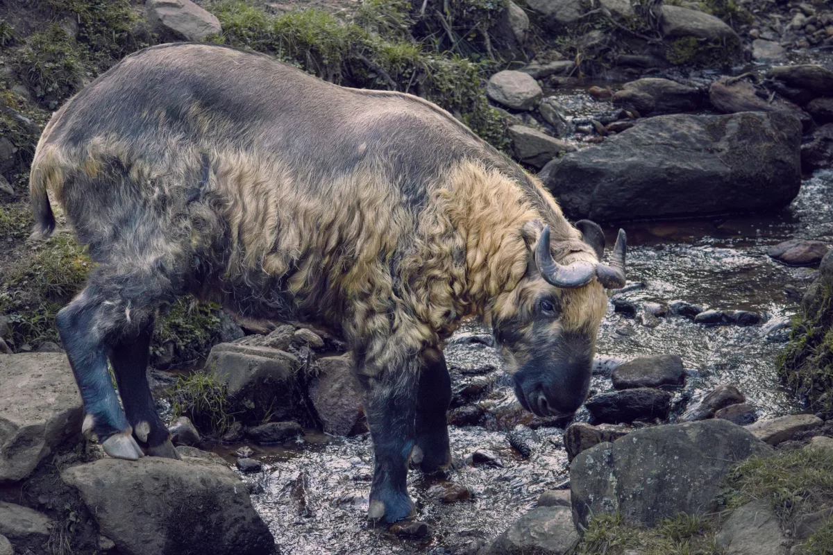 Motithang Takin Preserve, Thimphu, Bhutan Nature Landscape