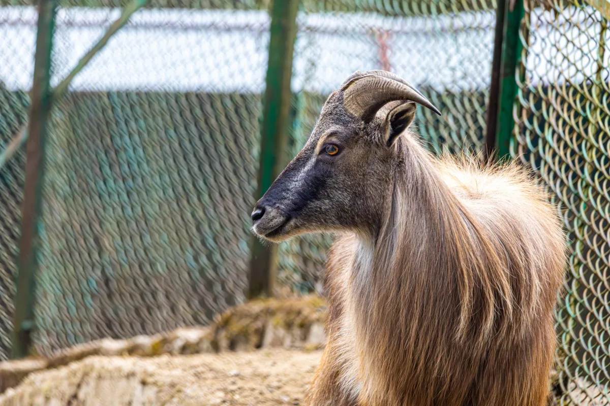 Takin Enclosure, Motithang Takin Preserve, Bhutan