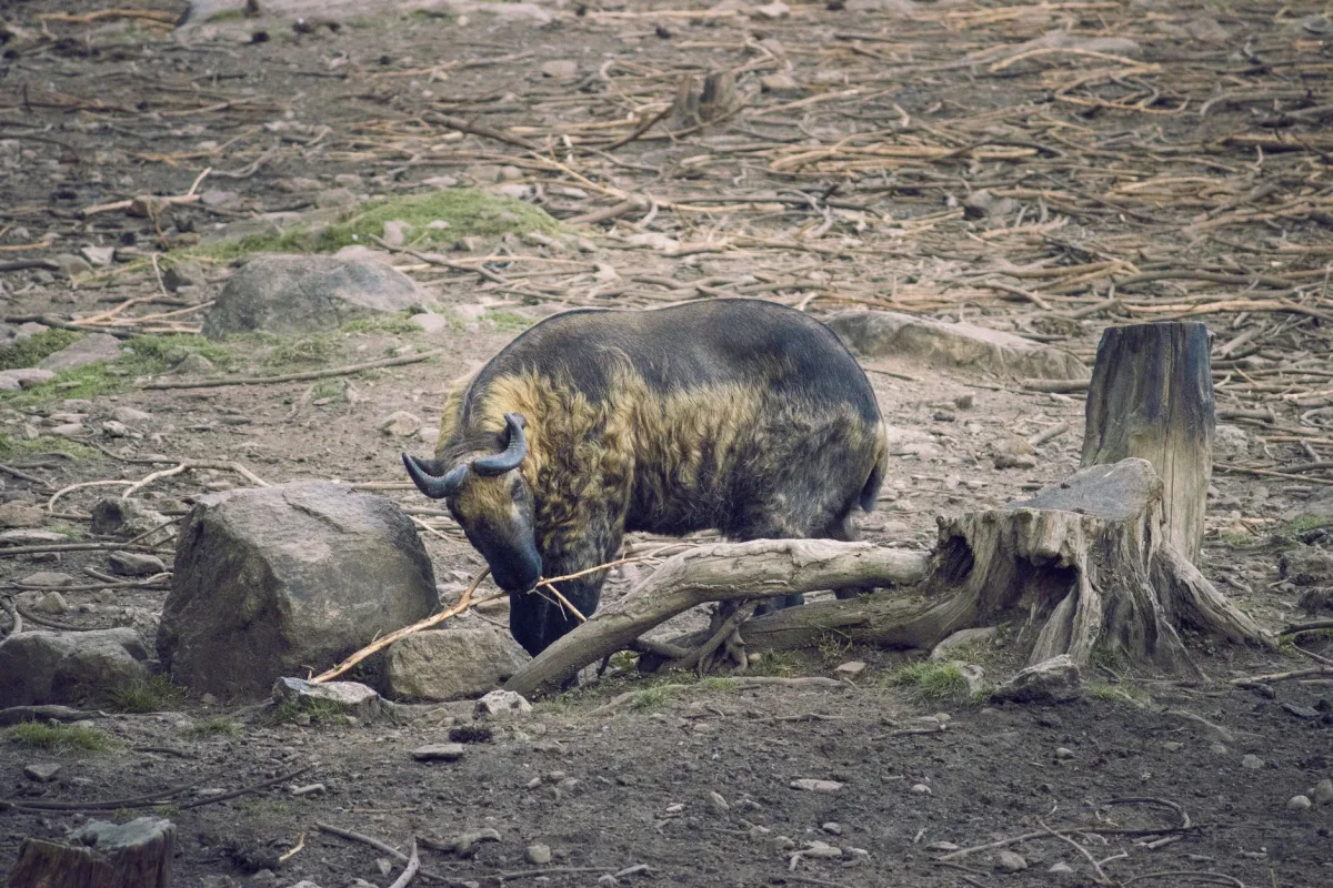 Takin Enclosure, Motithang Takin Preserve, Bhutan